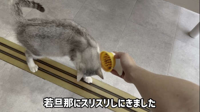 頭を下げる猫