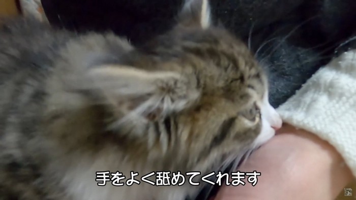 手をなめる猫