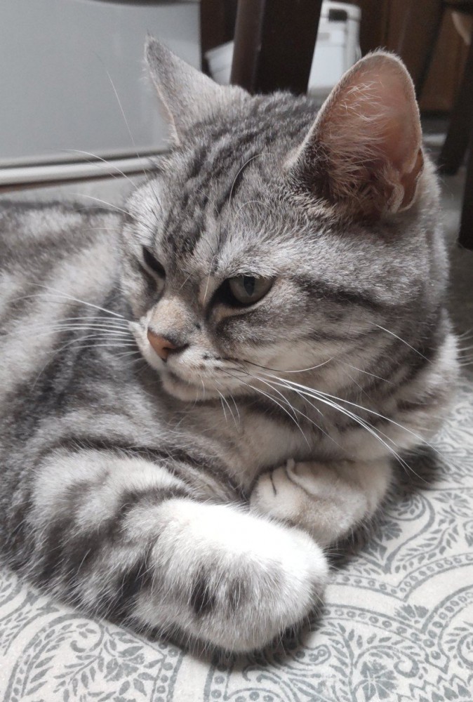横を向く猫