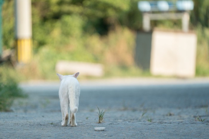 猫の集会に向かう猫