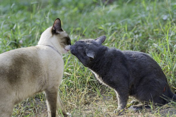 顔を擦り付ける猫二匹