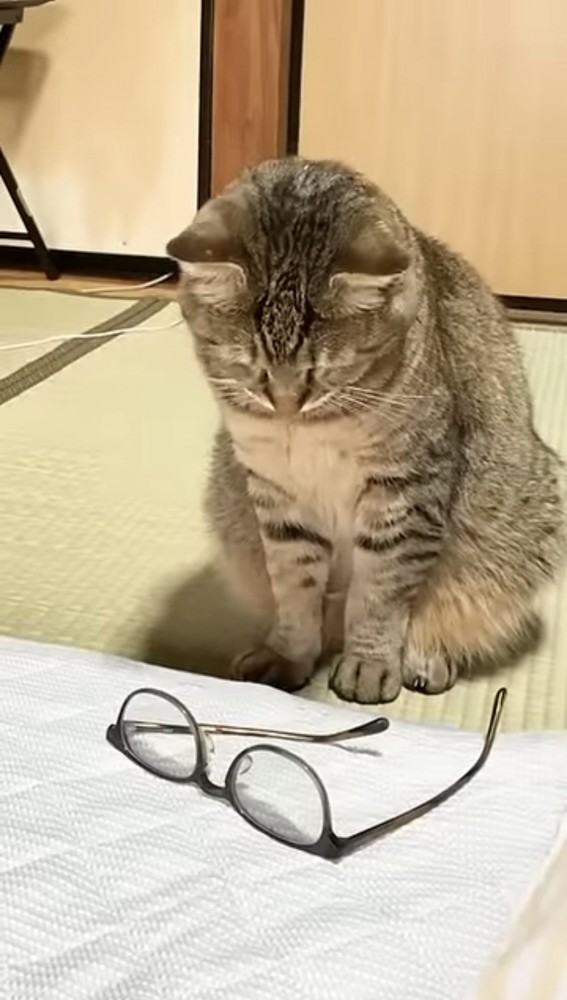 メガネを見下ろす猫