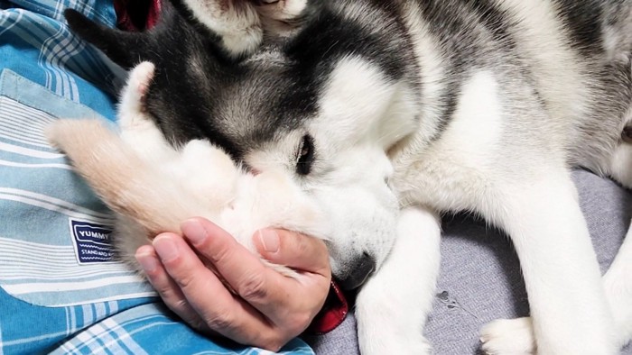 子猫に顔をくっつける犬