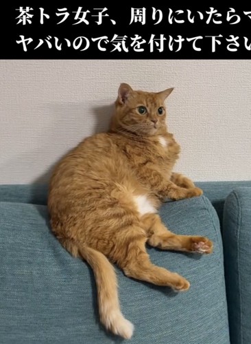 「茶トラ女子、周りにいたら...」のテロップ写真