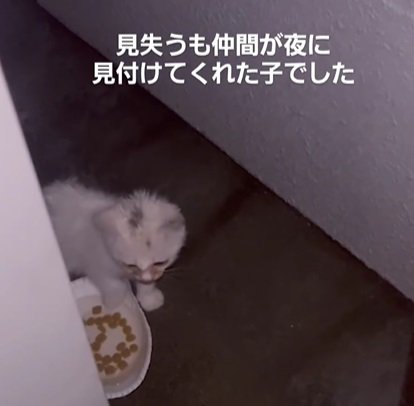 フードボウルの脇に立つ猫