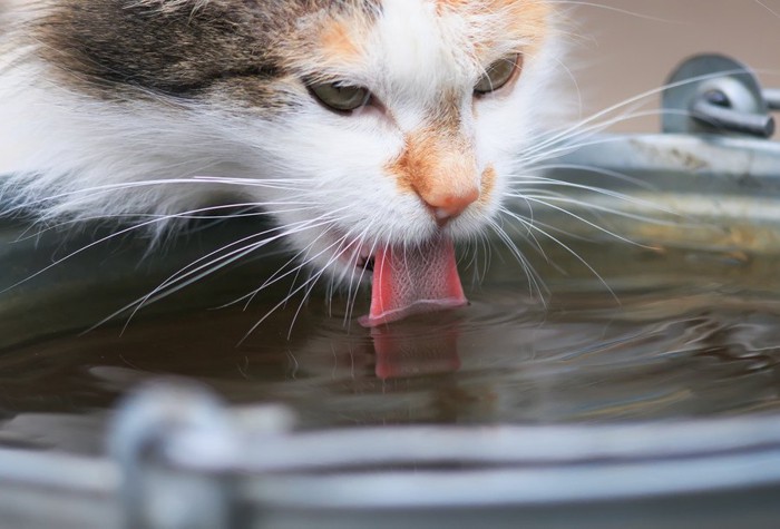 水を飲む猫