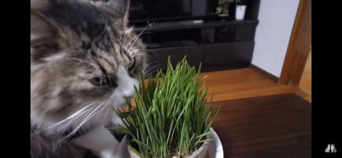 猫草を食べる猫