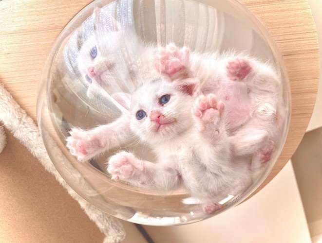 宇宙船ボウルにいる2匹