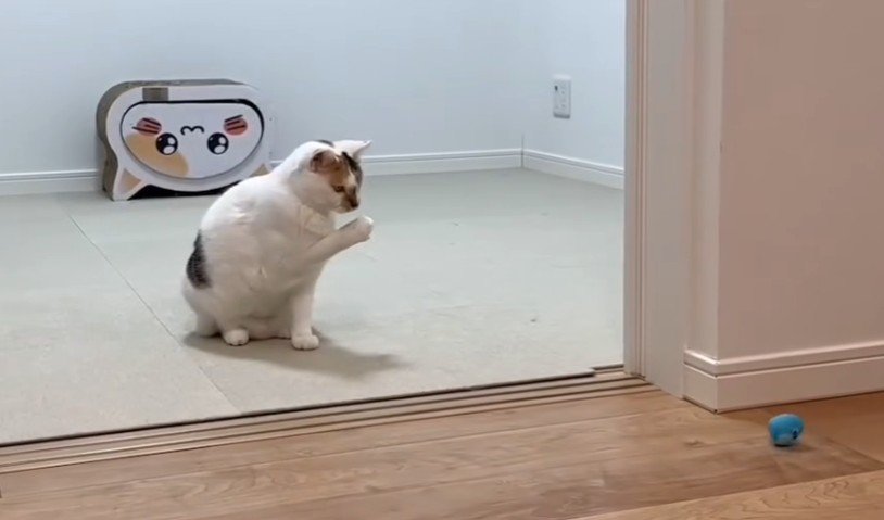 右手を上げたままの猫