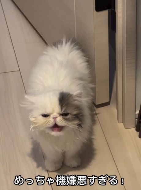 口を開けて尾を下げ扉の側に立つ猫
