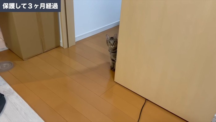保護して3ヶ月
