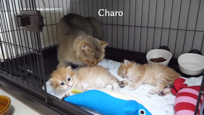 他の2匹といるチャロさん
