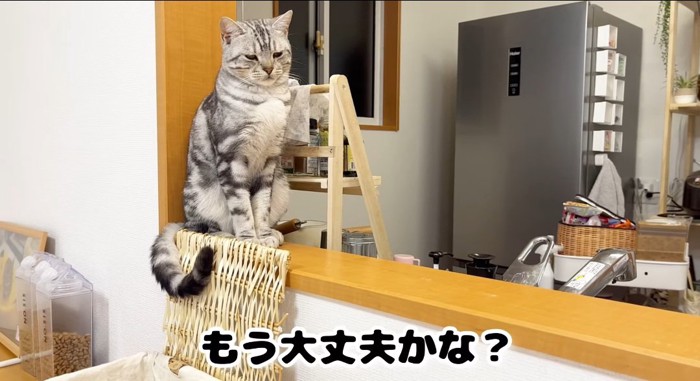 しょんぼり顔の猫