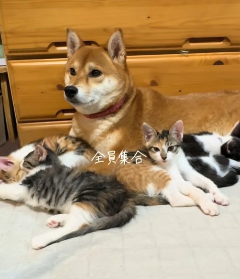 柴犬のまわりに集合している子猫たち