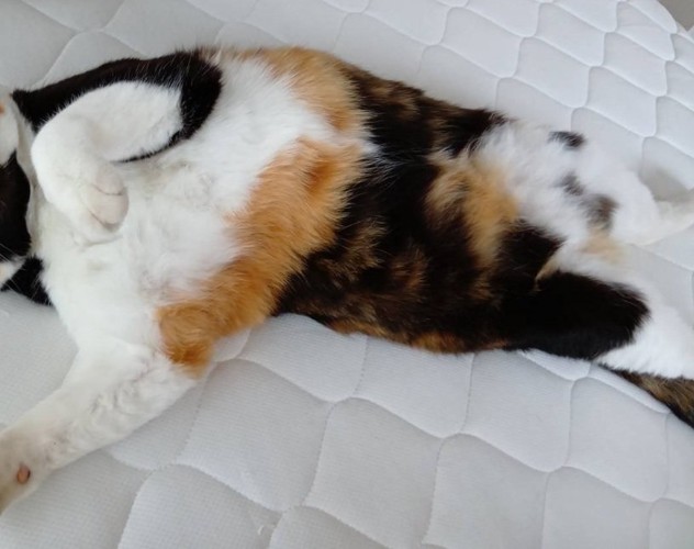 猫の寝姿