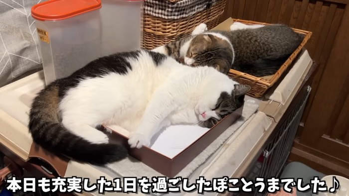 寝ている2匹の猫