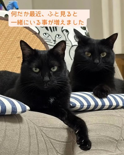 寄り添う2匹の猫