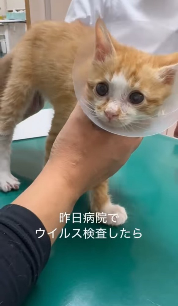 診察台の上の子猫