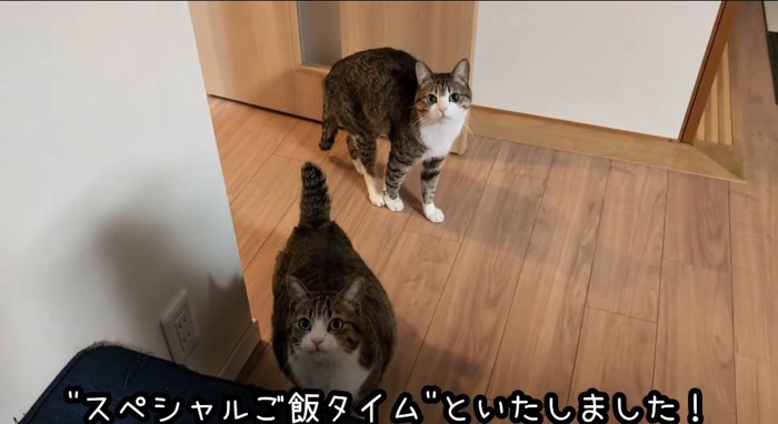 見つめる猫