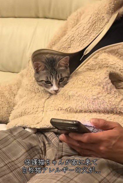 服の中に入る猫