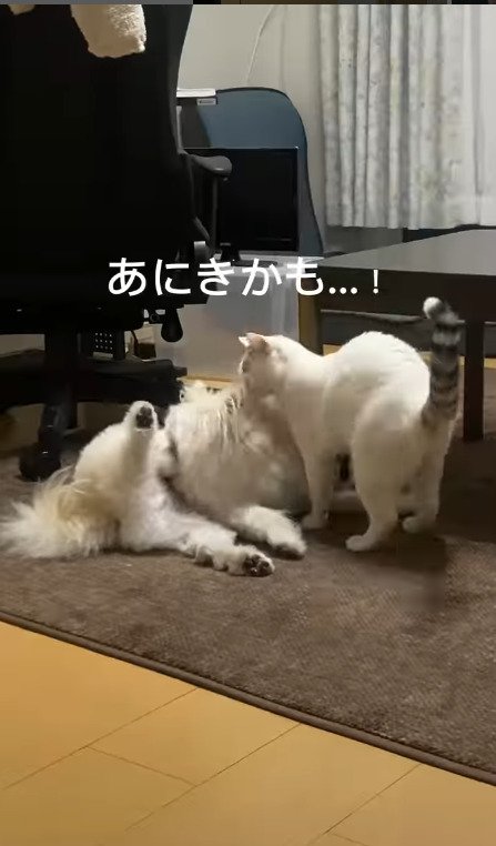 犬のにおいを嗅ぐ猫