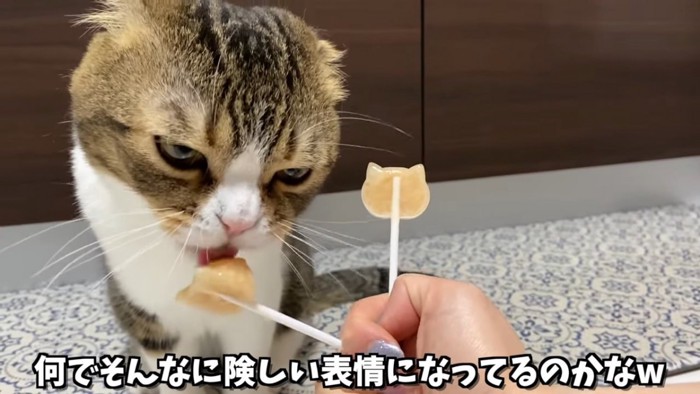 下の方を見ながらアイスをなめる耳折れ猫