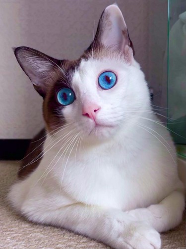 首を傾げる猫