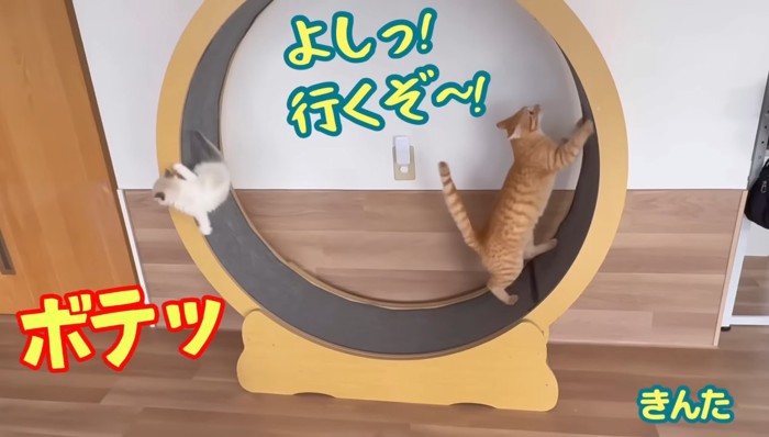 ボテッ