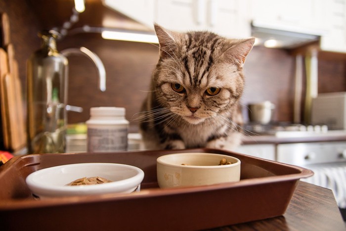 キッチンでえさを見つけた猫