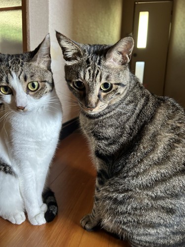 同じ姿勢で座る2匹