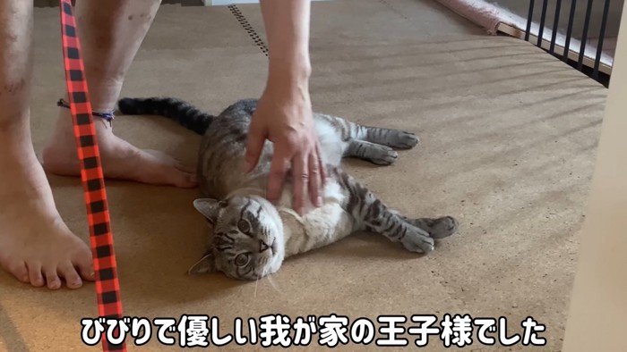 テロップ「びびりで優しい~」