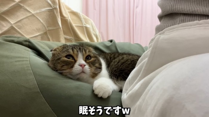 上を見る猫