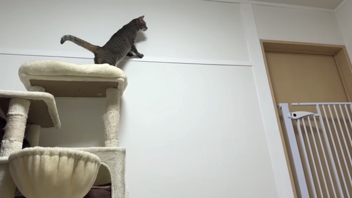 キャットタワー上から柵を見る猫