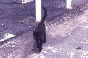 駐車場の前を歩く子猫
