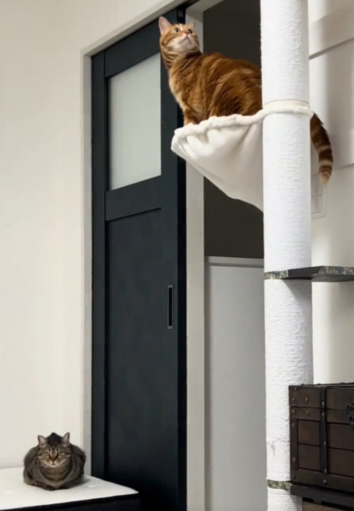 キャットタワーに登り切った猫