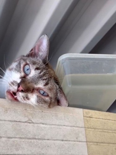 冷凍庫の上の猫