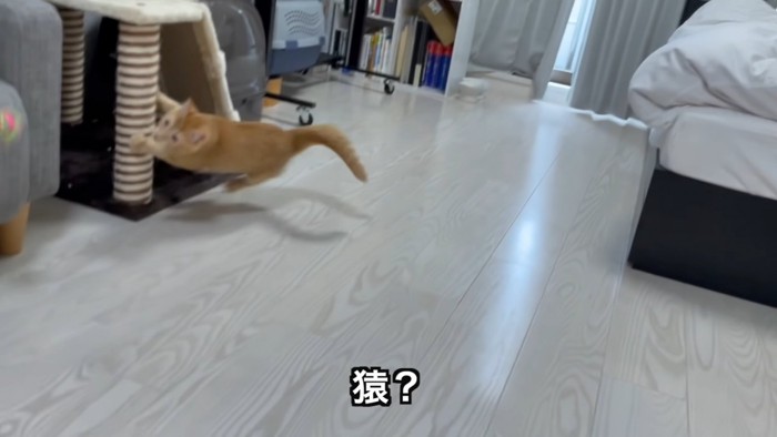 柱に捕まる猫