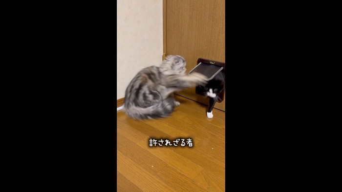 もなかちゃんのパンチ