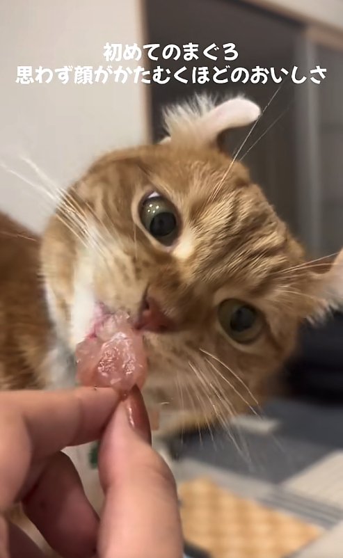 顔を傾けて刺身を食べている猫