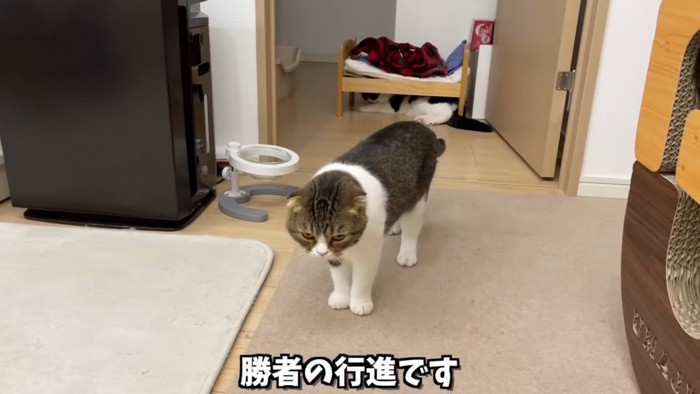 立っている猫