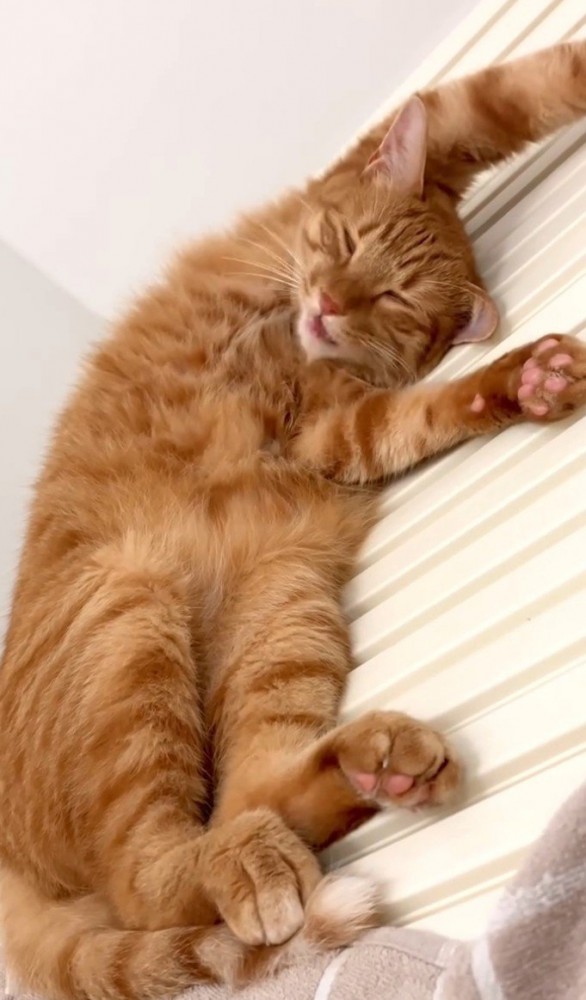 口をもごもご動かして寝ている猫