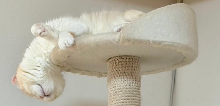 変な寝姿の猫