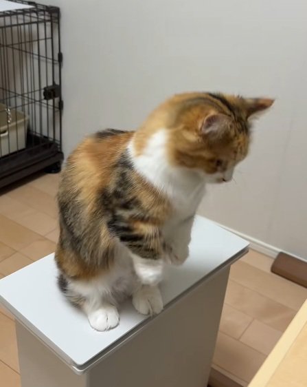 後ろ足で立っている猫