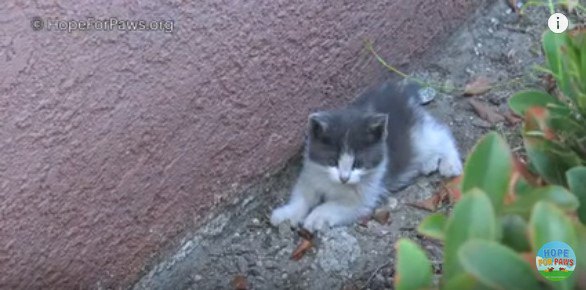 植込みと壁の間にいる子猫