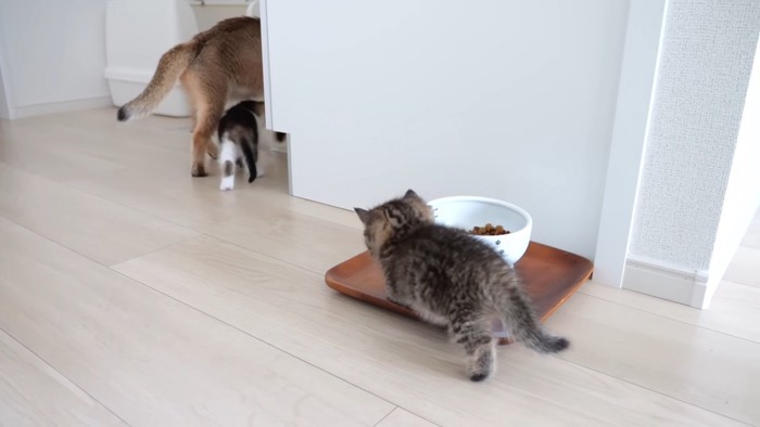 歩いていく親子猫