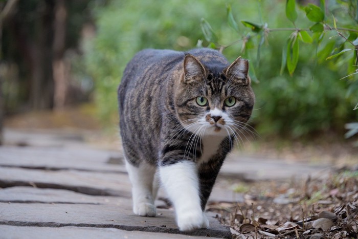 大きい猫