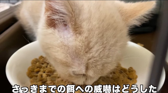 ご飯を食べる猫