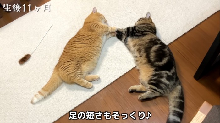 寝転がる2匹の猫