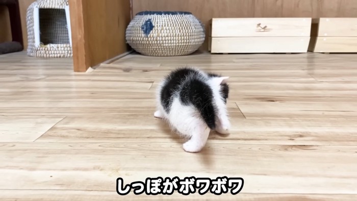 子猫の後ろ姿