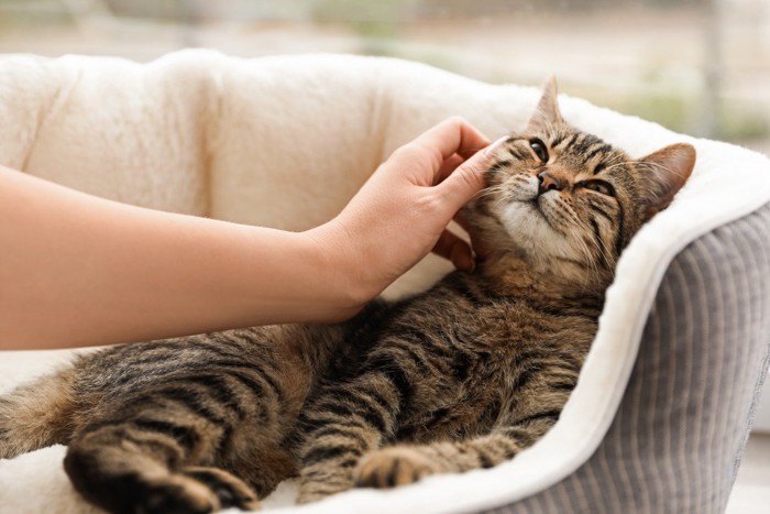 猫ベッドでくつろぐカワイイ猫